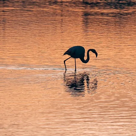 Horizon D'or, Couche De Soleil, Carnon Plage